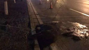 山东新泰省道马车相撞事件：女司机的委屈与责任争议