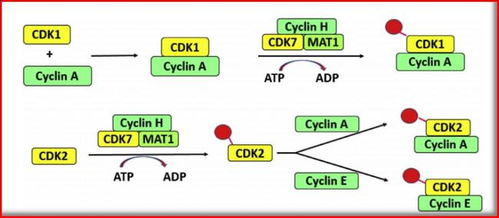 CDK4/6抑制剂作用机制图解