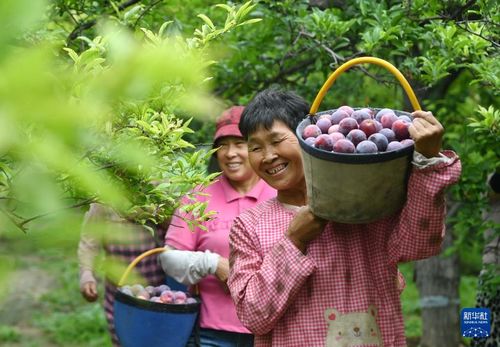 果农站在被猴子破坏的果园前