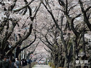 日本樱花盛开的街道