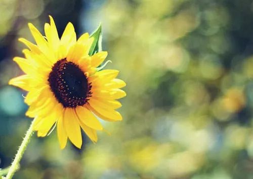 广州高考结束父亲送向日葵