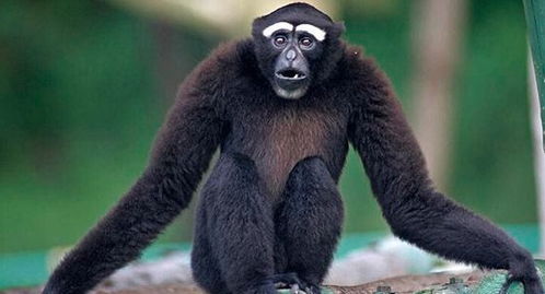 白眉长臂猿在树上张开双臂鸣叫