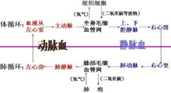 CDK激酶家族：细胞周期的“超级管家”，癌症治疗的新希望！