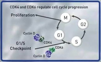 Cancer细胞内CDK调控网络图