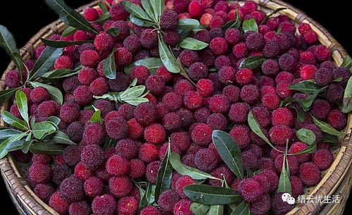 杨梅红了，我的味蕾也跟着躁动起来