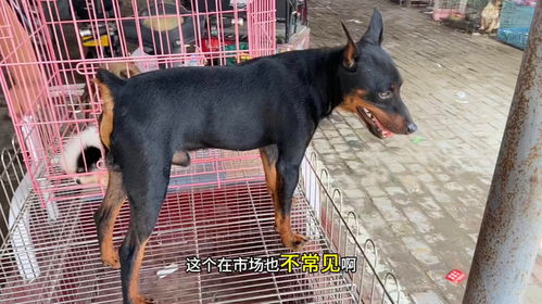 棕色迷你杜賓在草地上奔跑