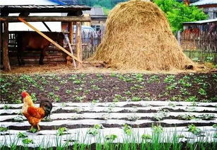 科技小院如何助农惠农？我亲历的乡村科技革命