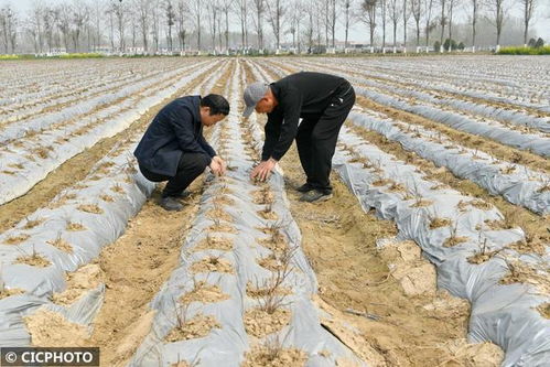 四川某地村民领取免费种子需做艾滋病筛查？社区回应引热议