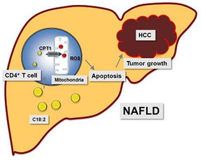 TLS中CD4+T细胞与B细胞互动示意图