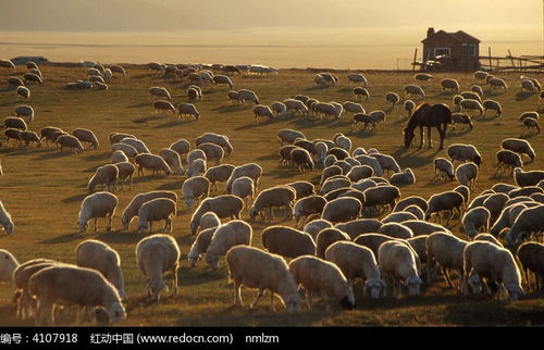 野生动物肇事也能赔？我在锡林郭勒亲眼见证牧民的保险新生活
