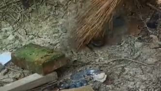 浙江桐乡眼镜蛇出笼现场图片