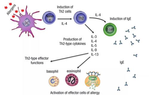 CD4+T细胞祖细胞衰竭过程示意图