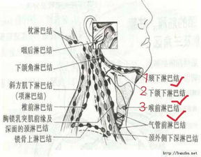 文献分享｜头颈癌中成熟的三级淋巴结构通过祖细胞衰竭的CD4+ T细胞引发肿瘤内T和B细胞反应