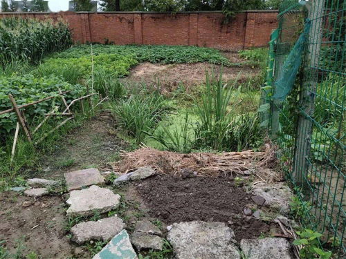 浙江这个村，户户养蛇百万条！村民与毒蛇共舞的日常令人惊叹