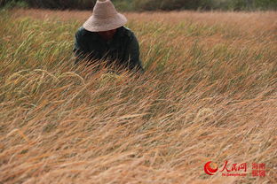农民查看干涸的稻田