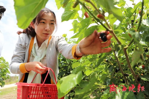 江苏乡愁园 白珍珠与桂花蜜桑葚