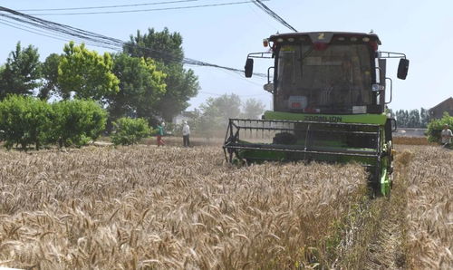 联合收割机在麦田作业
