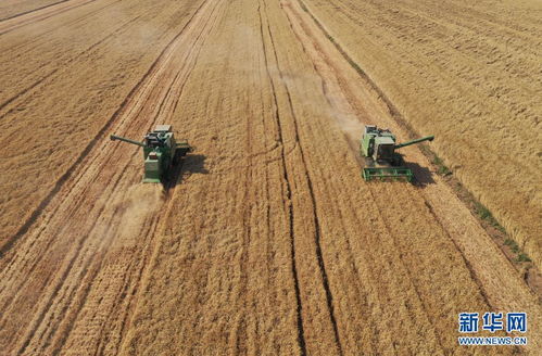 河南商丘麦收现场无人机拍摄