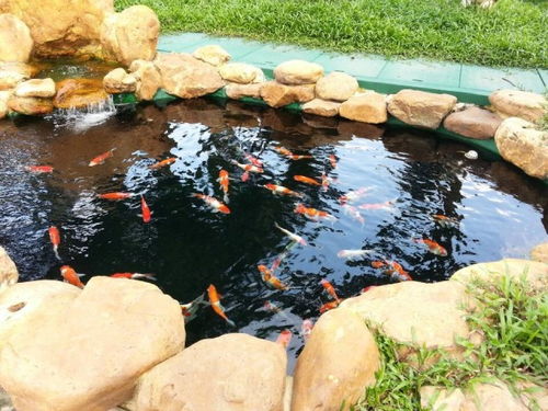 锦鲤在地下室鱼池中游动