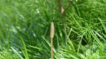 戈壁滩上的一株顽强植物