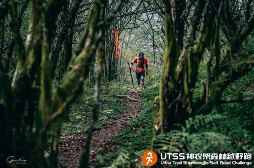 神农架森林越野跑活动现场