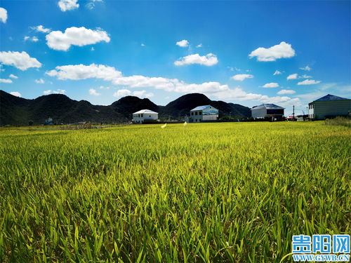 蓝天白云下的稻田