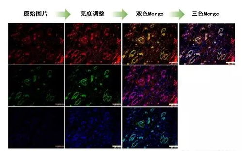免疫荧光对比图：FITC vs Alexa Fluor 488