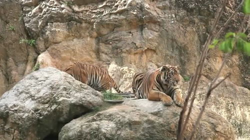 老虎在动物园内悠闲踱步的照片