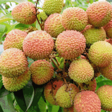 《长安的荔枝》：一骑红尘里的笑与悲，揭开杨贵妃的快递故事