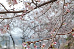 大鹏自导自演《长安的荔枝》剧照