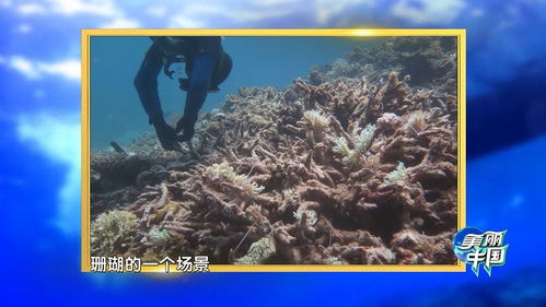科研人员在海底种植珊瑚