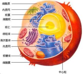细胞结构示意图