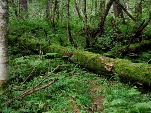 时光之酿｜李锦雄以长白山为魂，重塑千元酵素的价值信仰