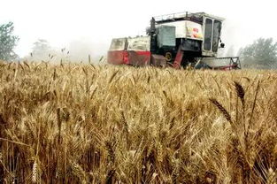 三夏生产一线见闻｜我在河北麦田见证科技与汗水的丰收交响