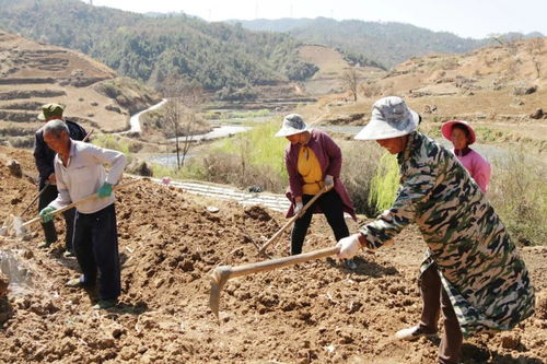 烟农挑水浇灌烟田