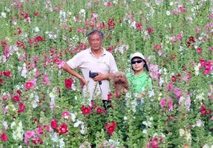 七夕情侣手牵手在花海中漫步