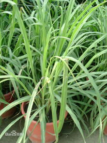 古籍旁放着干燥的芸香草