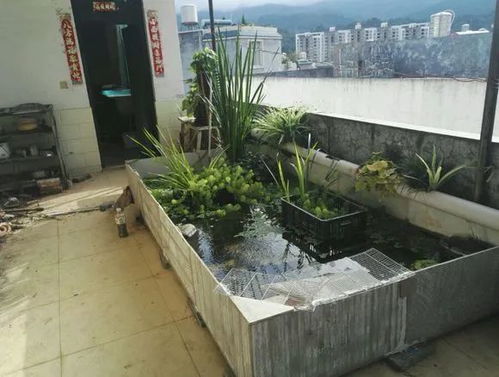 阳台上的乌龟缸