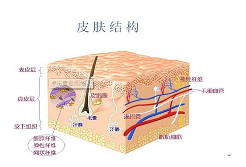 皮肤结构示意图与护肤成分分析图