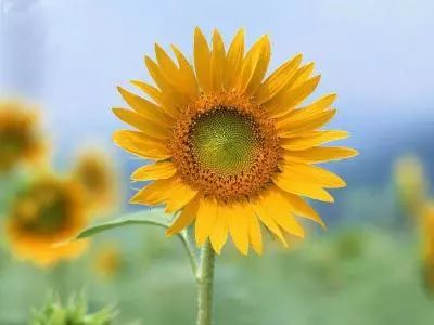 高考最后一场结束前，家长举花守候：考场外的“浪漫”，是爱最动人的模样