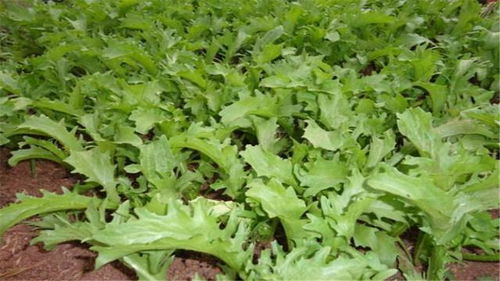 苦菊种植最佳时机解析：四季种植秘诀大公开！