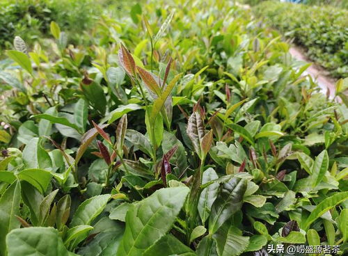 崂山绿茶冲泡后的茶汤颜色