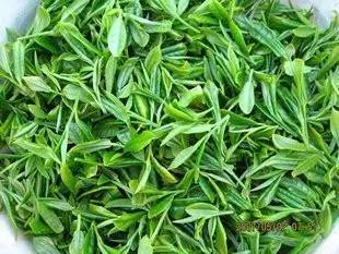 崂山绿茶，最不能错过的一款绿茶