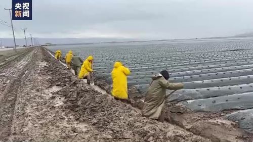 加州农场中工作的墨西哥籍劳工