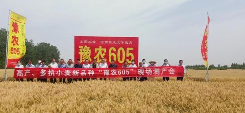 河南杞县小麦丰收场景