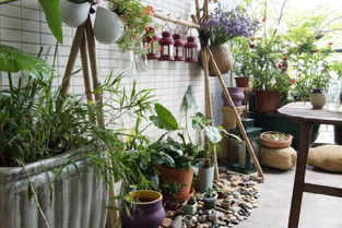 城市阳台上的植物