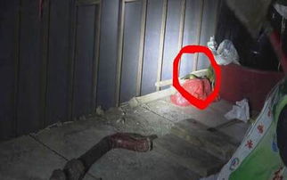 酒店柜子中盘踞的大蛇