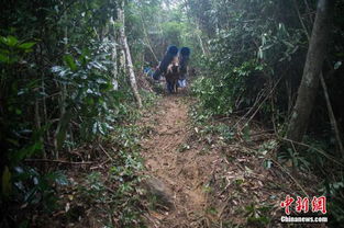 回归自然，我选择在山林中重新认识自己