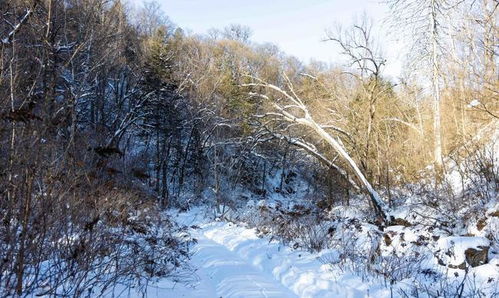 东北原始森林雪地