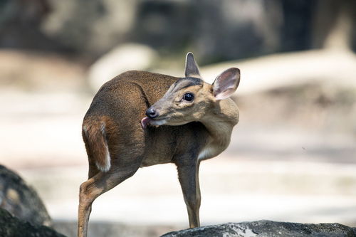 黄先生拍摄的小青蛇咬人照片
